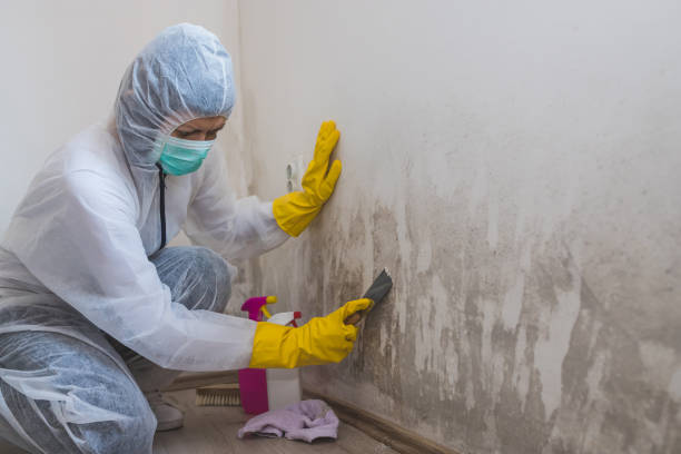 Best Residential Mold Removal  in Kingsland, GA