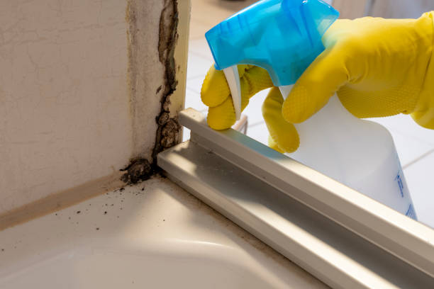 Best Attic Mold Removal  in Kingsland, GA