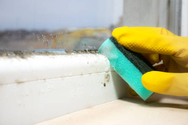 Trusted Kingsland, GA Mold Removal Experts