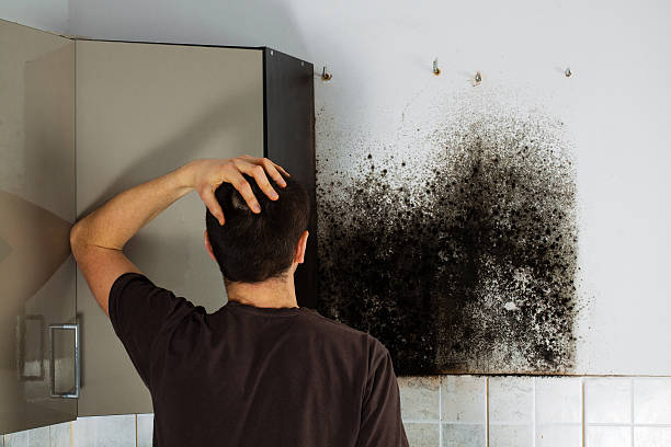 Best Mold Testing  in Kingsland, GA